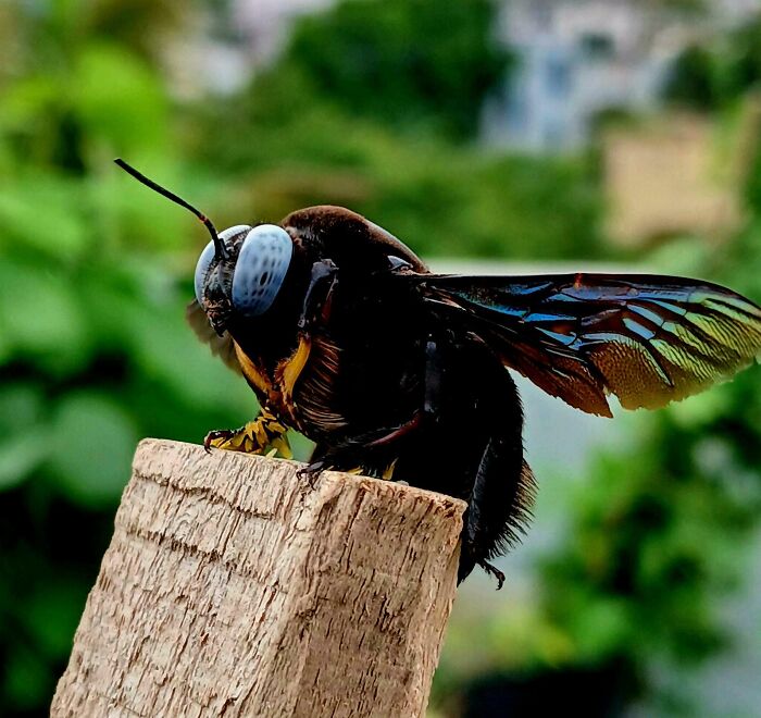 A Carpenter Bee