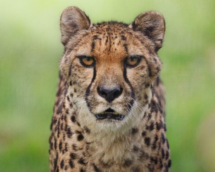 Southeast African Cheetah Staring Straight Down The Lens
