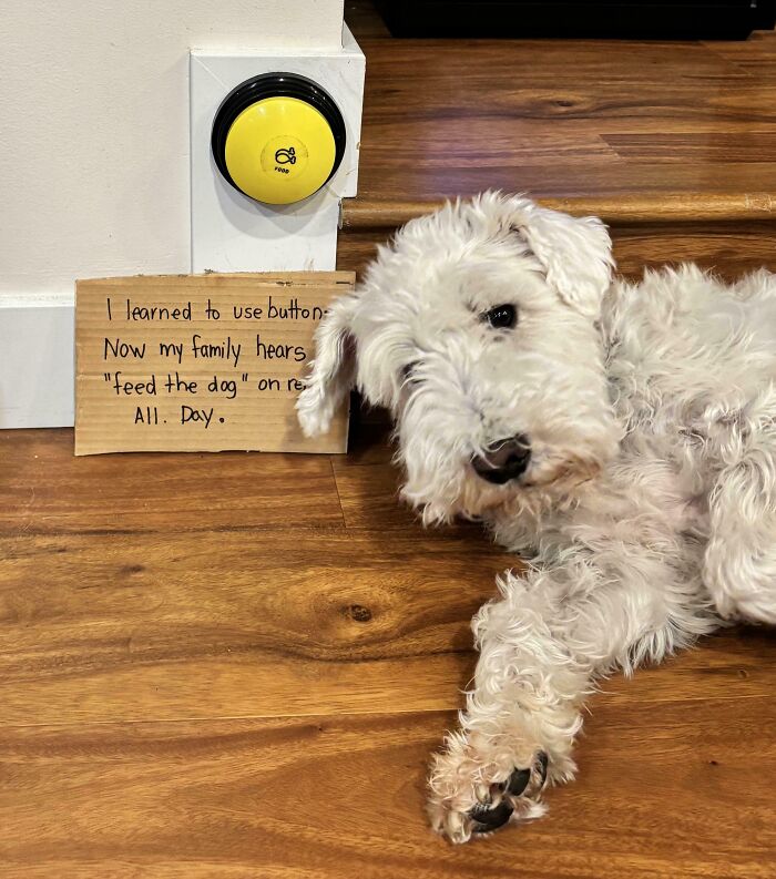 White fluffy dog lying near a "feed the dog" button with a sign showing pets living rent-free and acting like hooligans