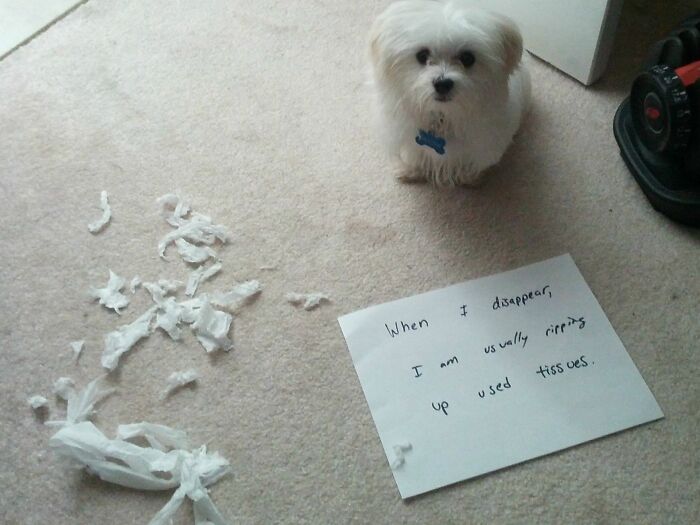 Small white dog sitting next to torn up tissues and a note, showing pets living rent-free and acting like ungrateful hooligans.