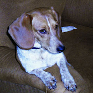 annaentwistle avatar