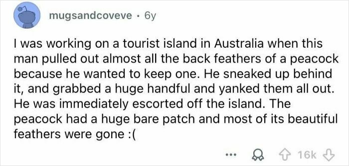 Text post describing a tourist in Australia shaming rude behavior by plucking feathers from a peacock, showing entitled tourist actions.