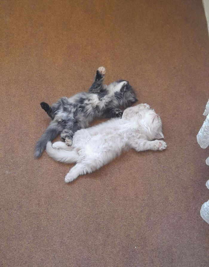 Two adorable fluffy kittens lying on their backs on a carpet, showcasing cute animal moments to lift spirits.
