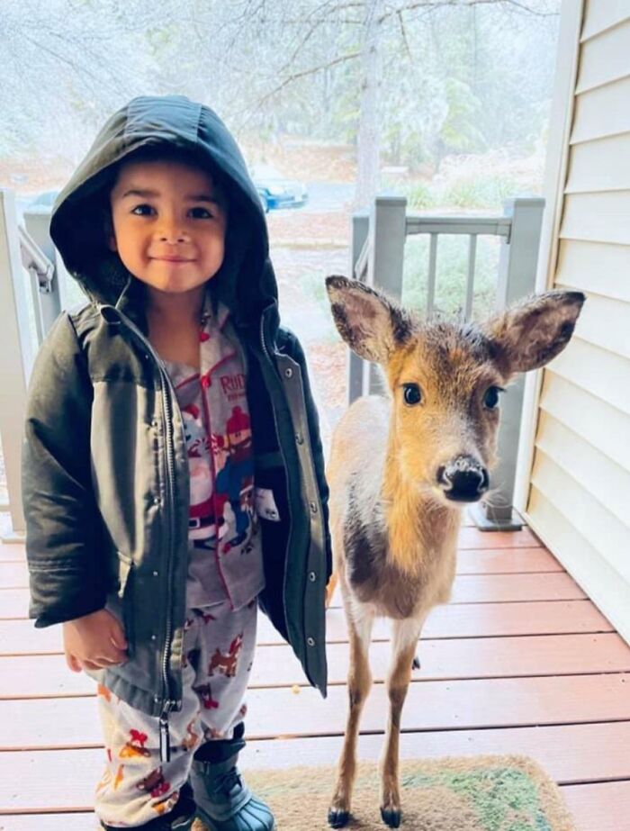 Child in a hooded jacket standing next to an adorable young deer on a porch, capturing a heartwarming animal moment.