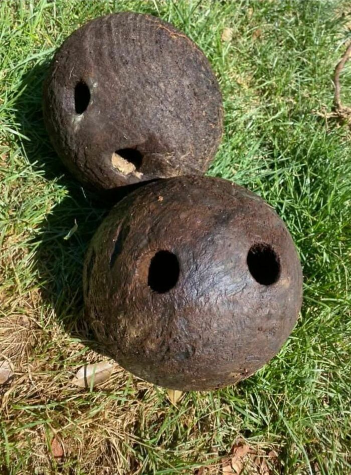 Two strange rusty metal objects with holes, found outside in grass, showcasing disturbing and weird abandoned home discoveries.