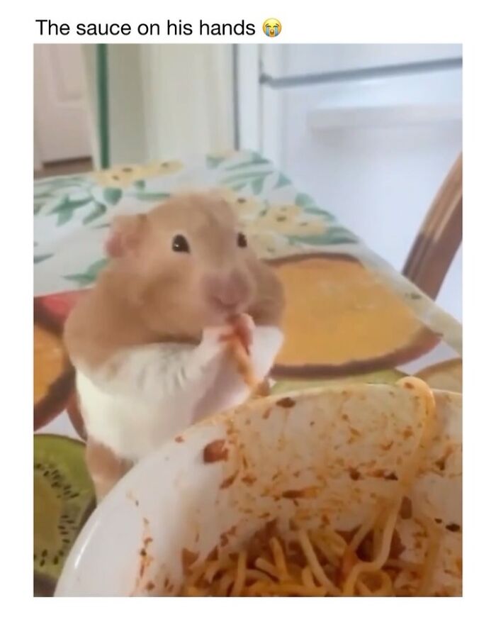 Wholesome-Animal-Memes-Funny-Sovjetanimals