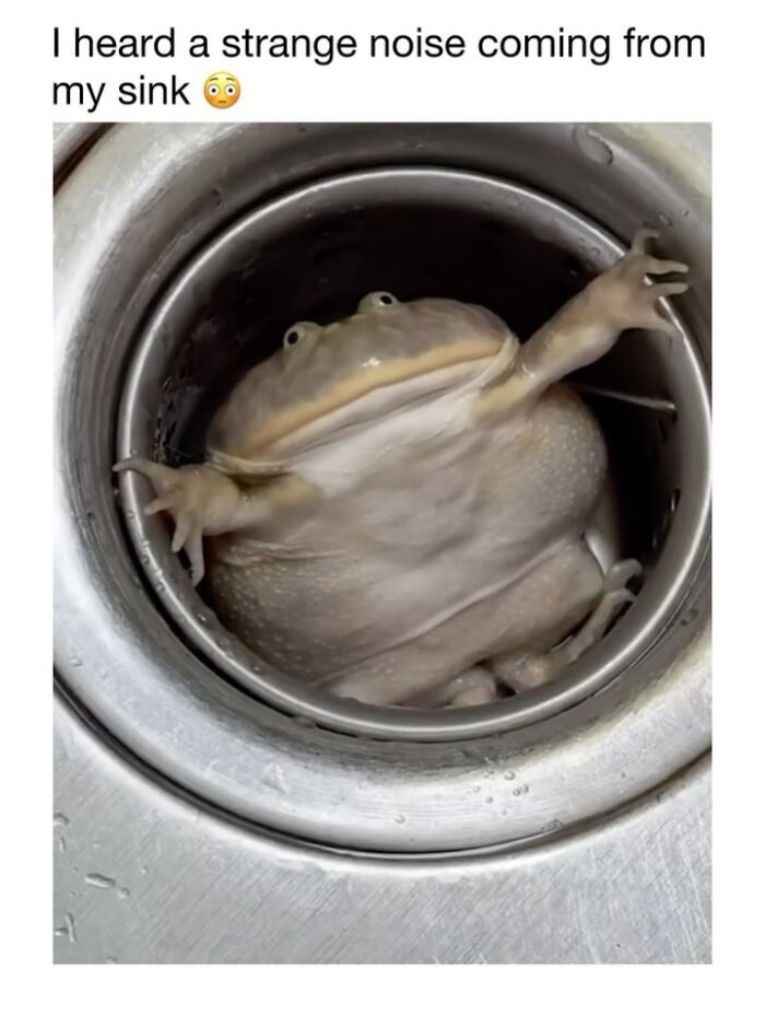 Wholesome-Animal-Memes-Funny-Sovjetanimals