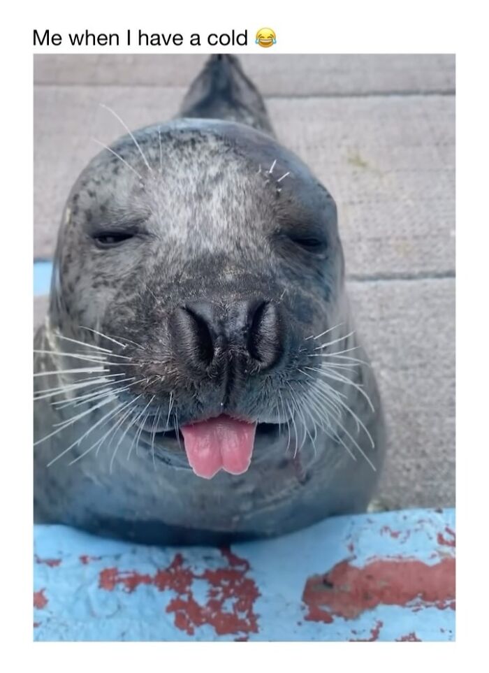 Wholesome-Animal-Memes-Funny-Sovjetanimals