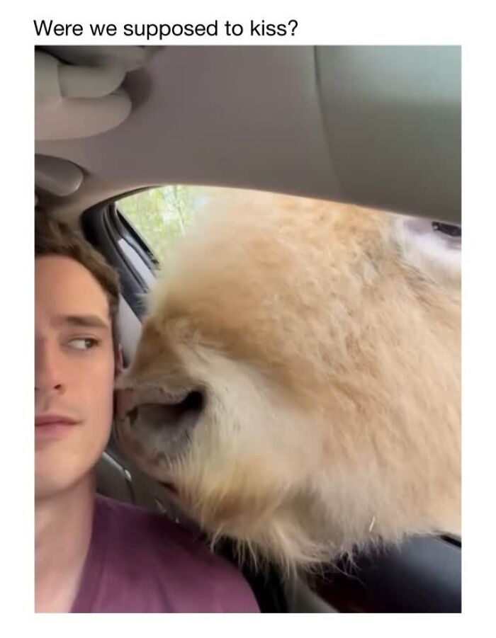 Wholesome-Animal-Memes-Funny-Sovjetanimals