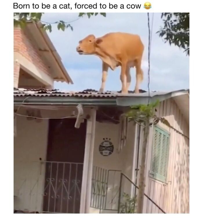 Wholesome-Animal-Memes-Funny-Sovjetanimals