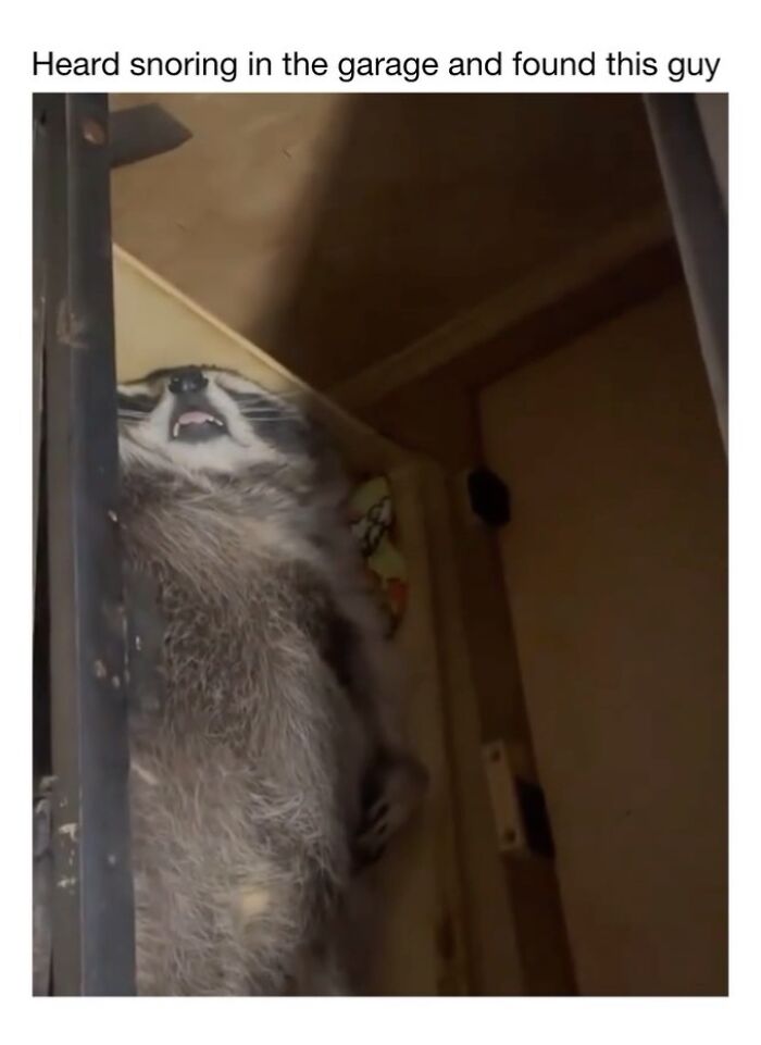 Wholesome-Animal-Memes-Funny-Sovjetanimals