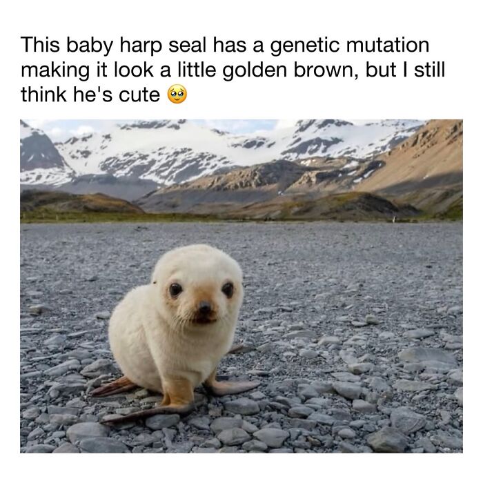 Wholesome-Animal-Memes-Funny-Sovjetanimals