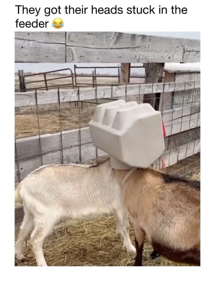 Wholesome-Animal-Memes-Funny-Sovjetanimals