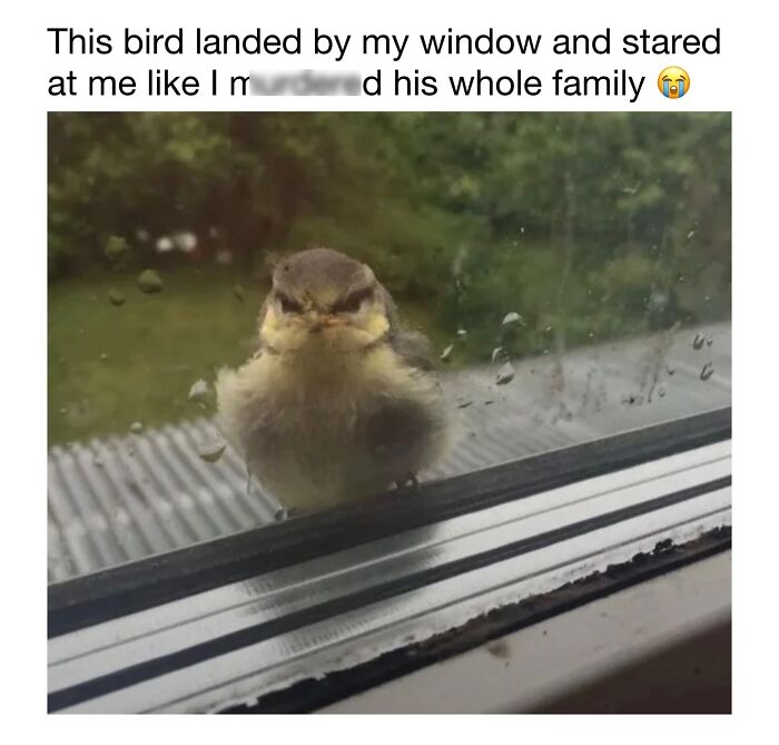 Wholesome-Animal-Memes-Funny-Sovjetanimals