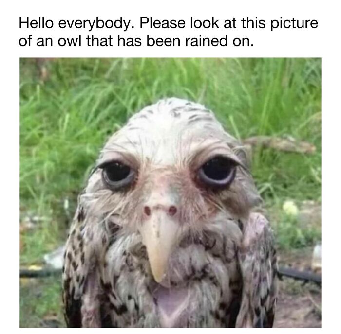 Wholesome-Animal-Memes-Funny-Sovjetanimals