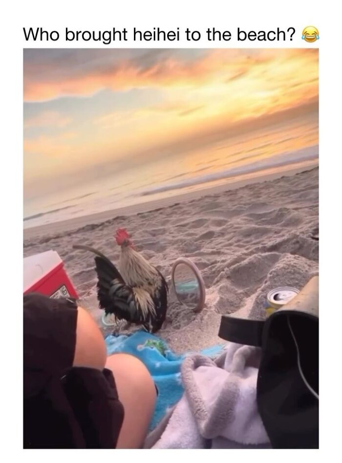 Wholesome-Animal-Memes-Funny-Sovjetanimals