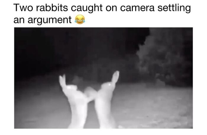 Wholesome-Animal-Memes-Funny-Sovjetanimals