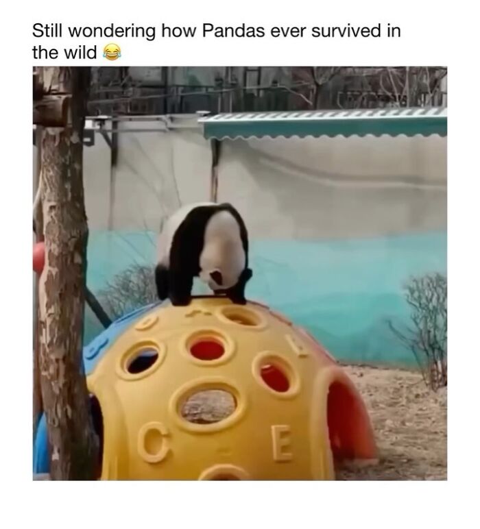 Wholesome-Animal-Memes-Funny-Sovjetanimals