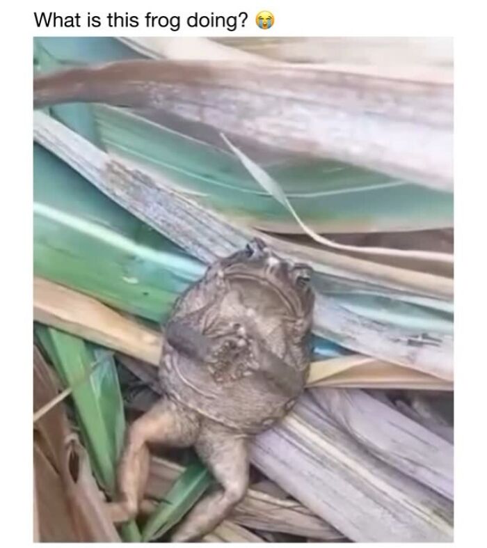 Wholesome-Animal-Memes-Funny-Sovjetanimals