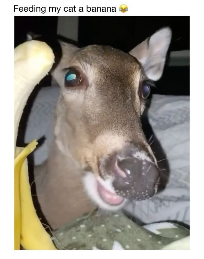 Wholesome-Animal-Memes-Funny-Sovjetanimals