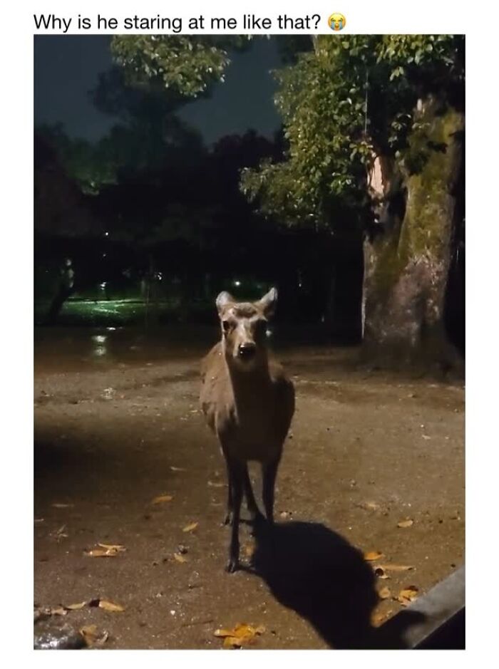 Wholesome-Animal-Memes-Funny-Sovjetanimals