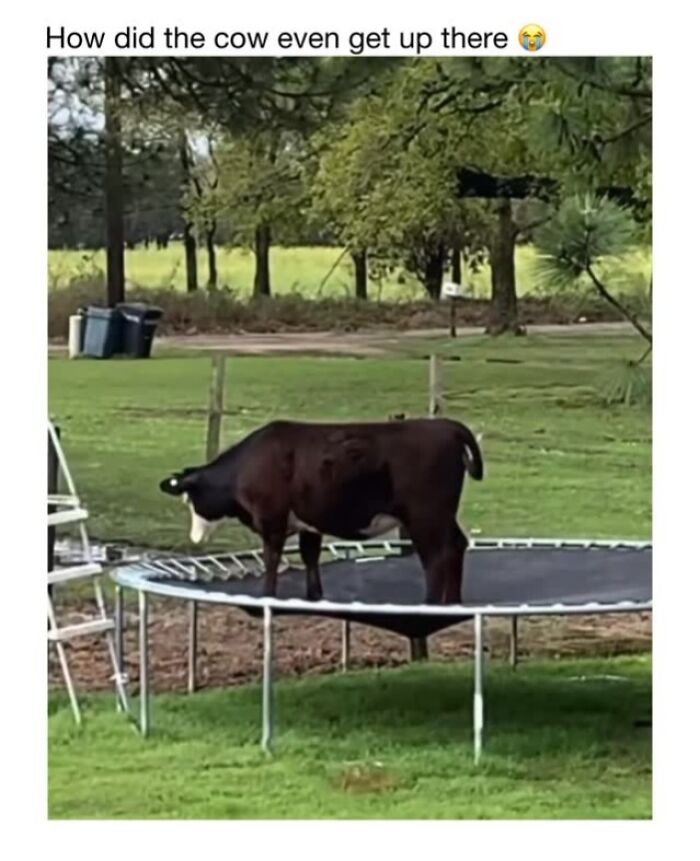 Wholesome-Animal-Memes-Funny-Sovjetanimals