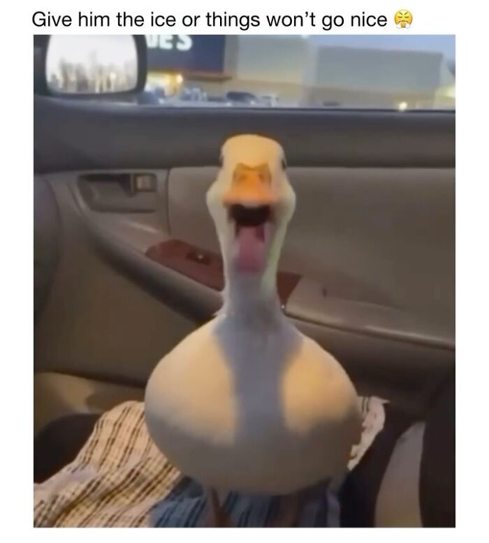 Wholesome-Animal-Memes-Funny-Sovjetanimals