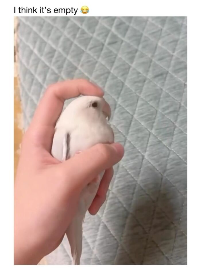 Wholesome-Animal-Memes-Funny-Sovjetanimals