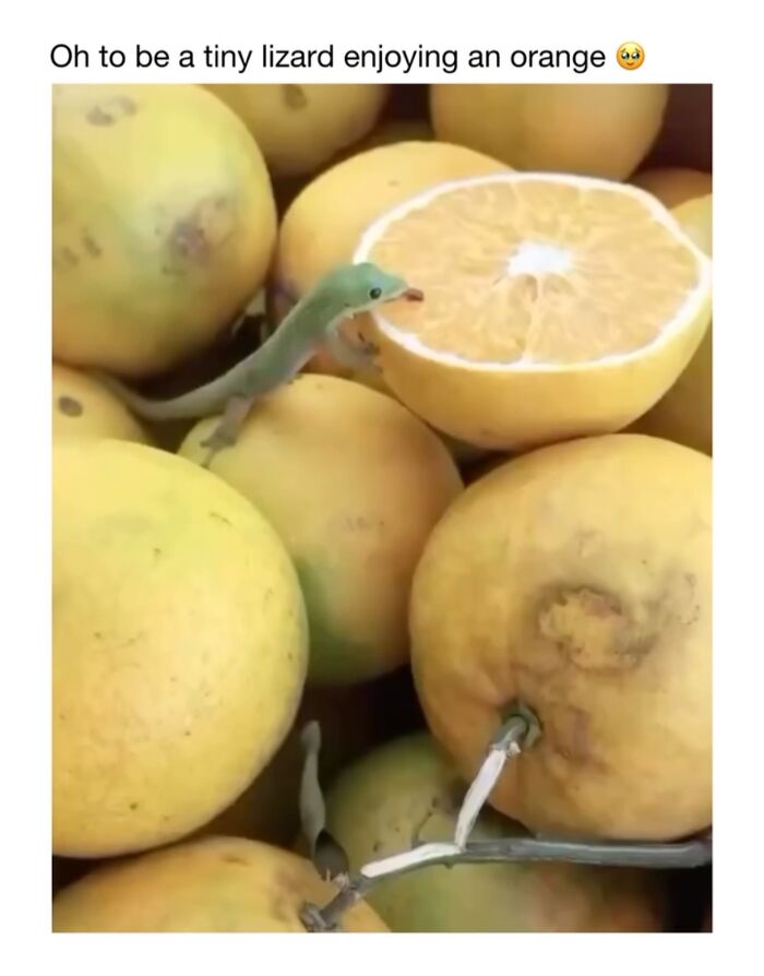 Wholesome-Animal-Memes-Funny-Sovjetanimals