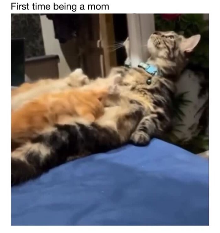 Wholesome-Animal-Memes-Funny-Sovjetanimals