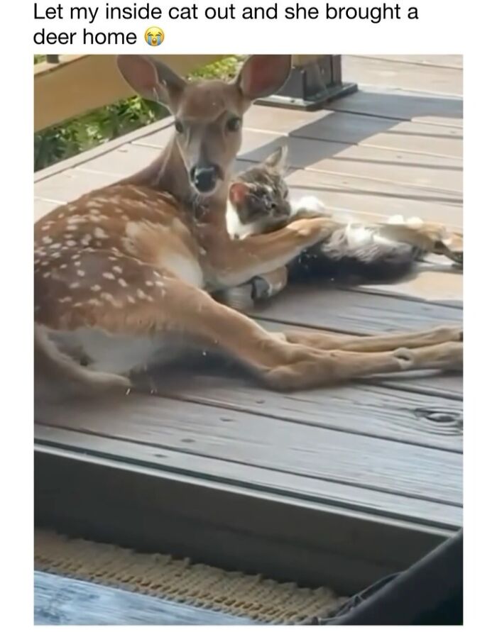 Wholesome-Animal-Memes-Funny-Sovjetanimals