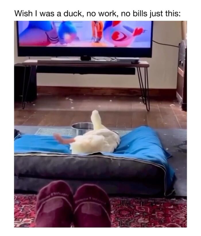 Wholesome-Animal-Memes-Funny-Sovjetanimals