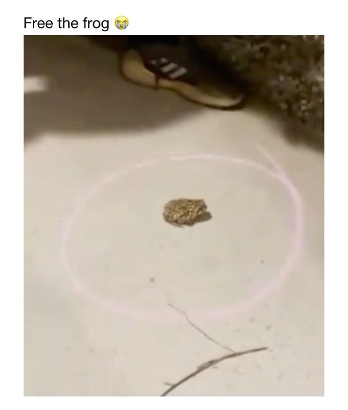 Wholesome-Animal-Memes-Funny-Sovjetanimals