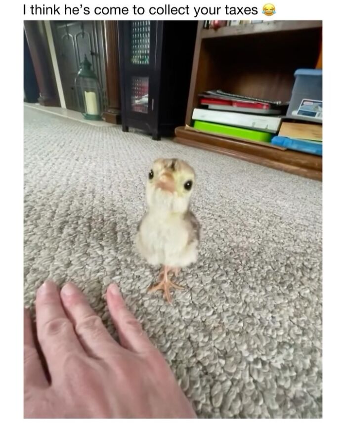 Wholesome-Animal-Memes-Funny-Sovjetanimals