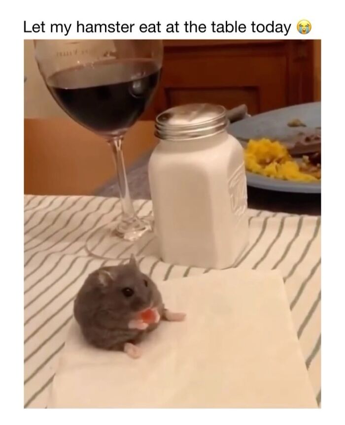 Wholesome-Animal-Memes-Funny-Sovjetanimals