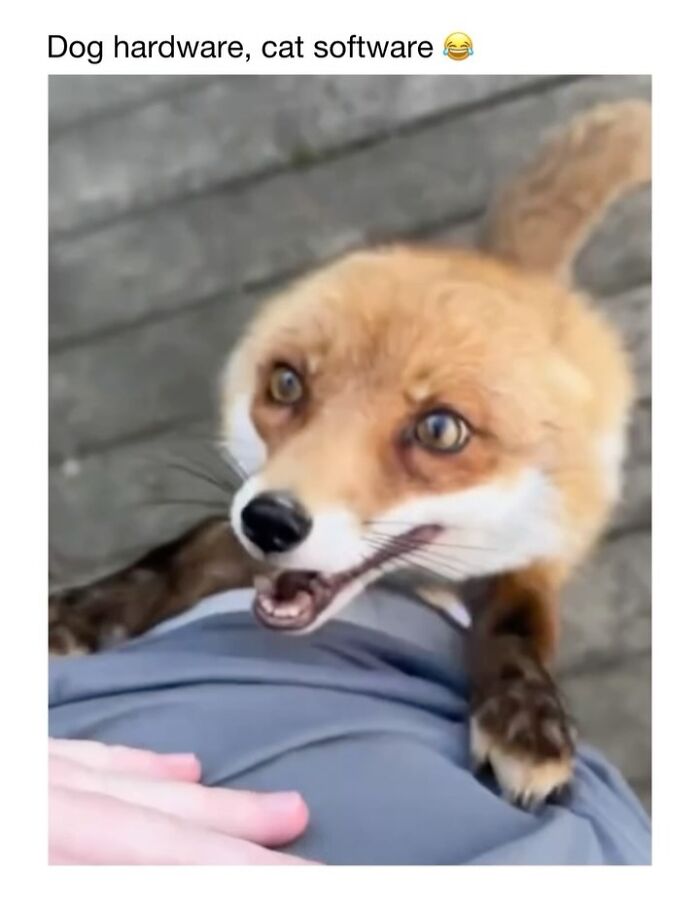 Wholesome-Animal-Memes-Funny-Sovjetanimals