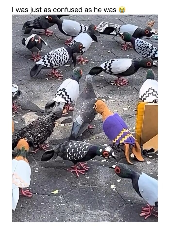 Wholesome-Animal-Memes-Funny-Sovjetanimals