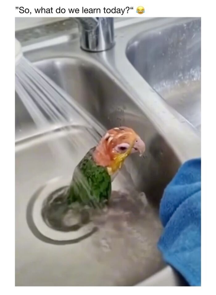 Wholesome-Animal-Memes-Funny-Sovjetanimals