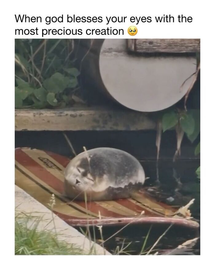 Wholesome-Animal-Memes-Funny-Sovjetanimals