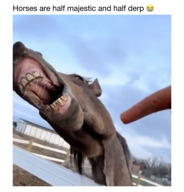 Wholesome-Animal-Memes-Funny-Sovjetanimals