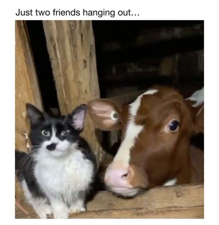Wholesome-Animal-Memes-Funny-Sovjetanimals