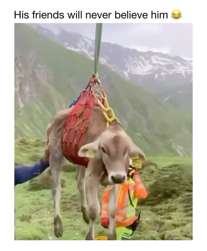 Wholesome-Animal-Memes-Funny-Sovjetanimals