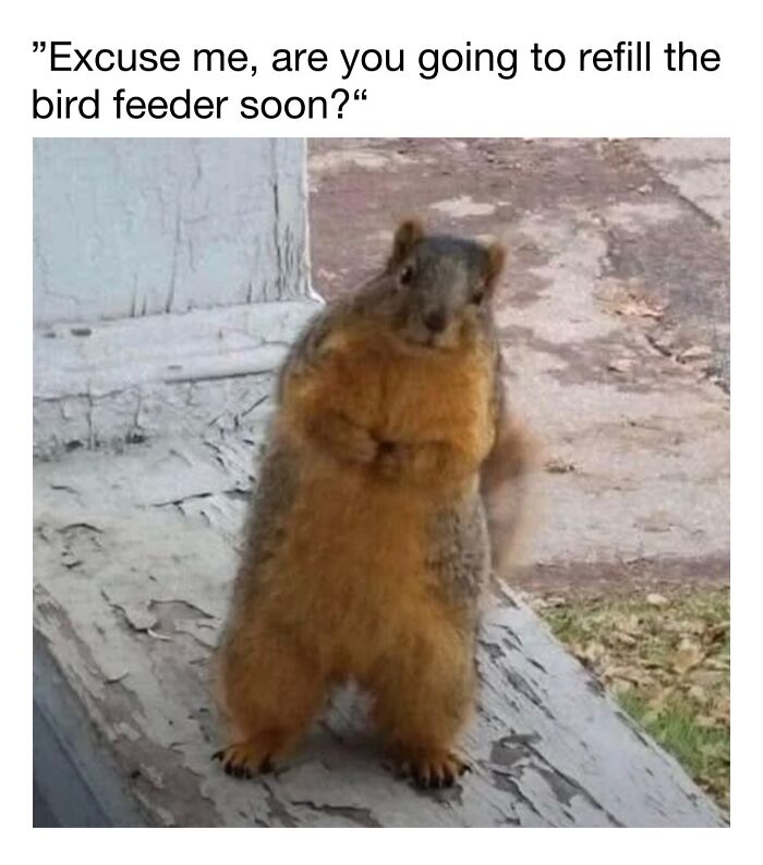 Wholesome-Animal-Memes-Funny-Sovjetanimals