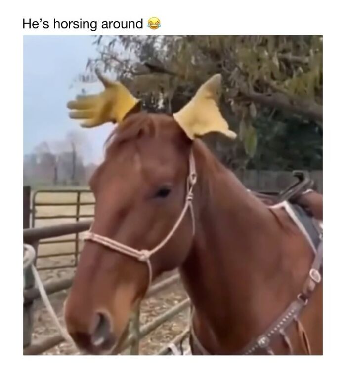 Wholesome-Animal-Memes-Funny-Sovjetanimals