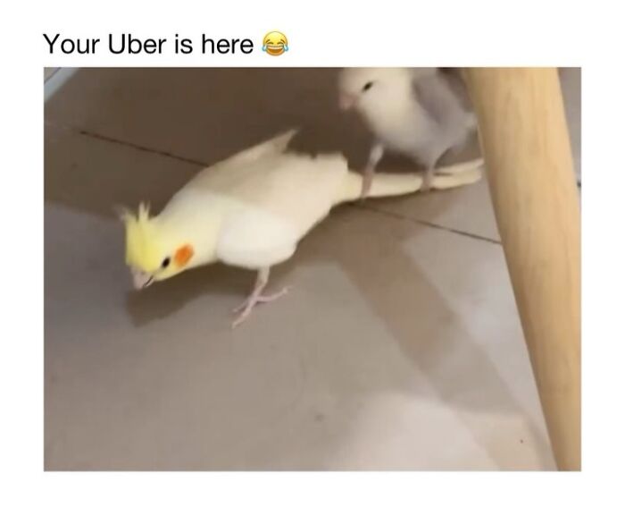 Wholesome-Animal-Memes-Funny-Sovjetanimals