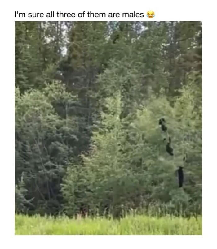 Wholesome-Animal-Memes-Funny-Sovjetanimals