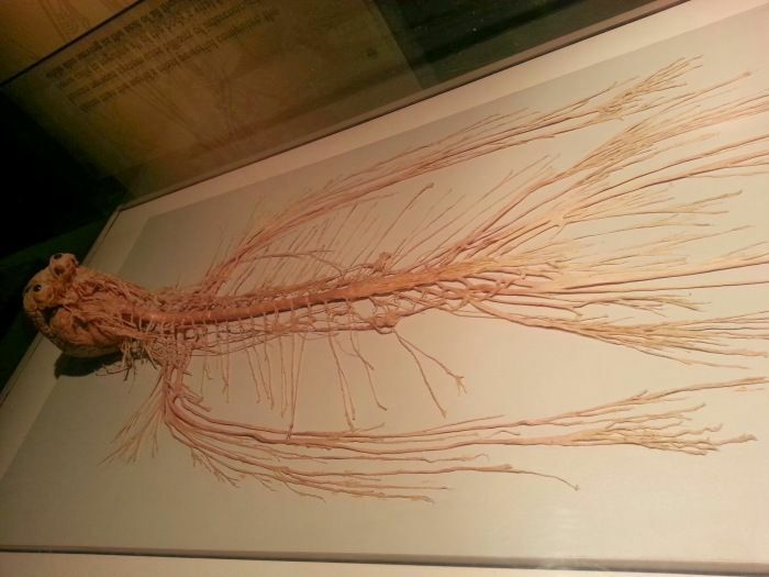 Nervous system display highlighting complex human body design, illustrating evolution and biological structure intricacies.