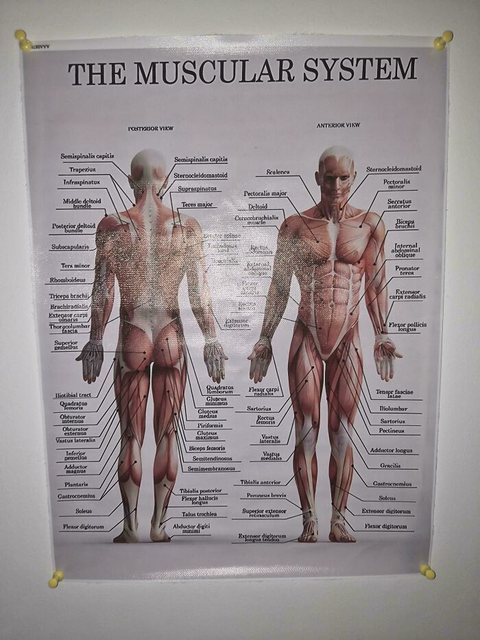 An educational muscular system chart showing labeled anterior and posterior view muscles for anatomy and evolution design.