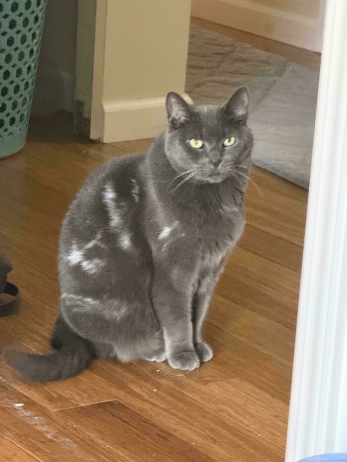 Mildly interesting pictures of a gray cat with unique white markings, looking curiously at the camera.