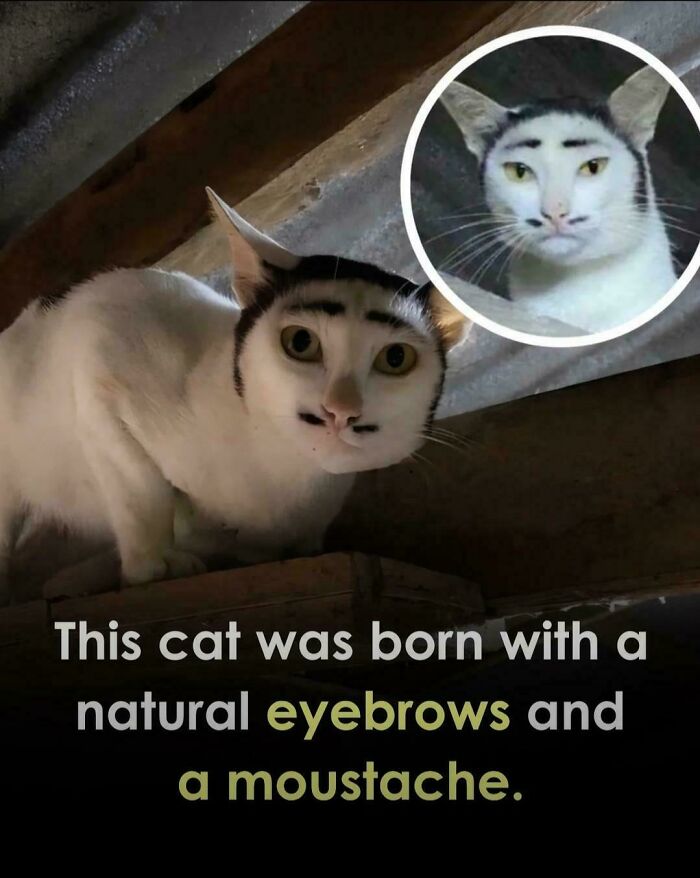 Fascinating pics of a cat with natural eyebrows and a moustache, providing a brain boost.